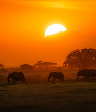 Image of silhouettes of elephants with sunset in the background image